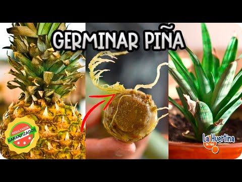 Como Germinar Piña Sin Semilla || Experimento Organico || La Huertina De Toni