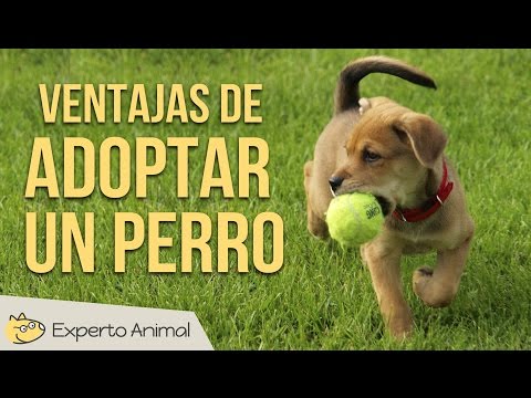 Ventajas de adoptar un perro