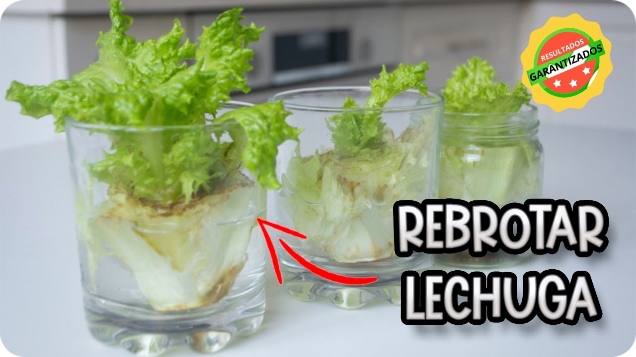 Como Germinar Una Lechuga Sin Semilla || Experimento Organico || La Huertina De Toni