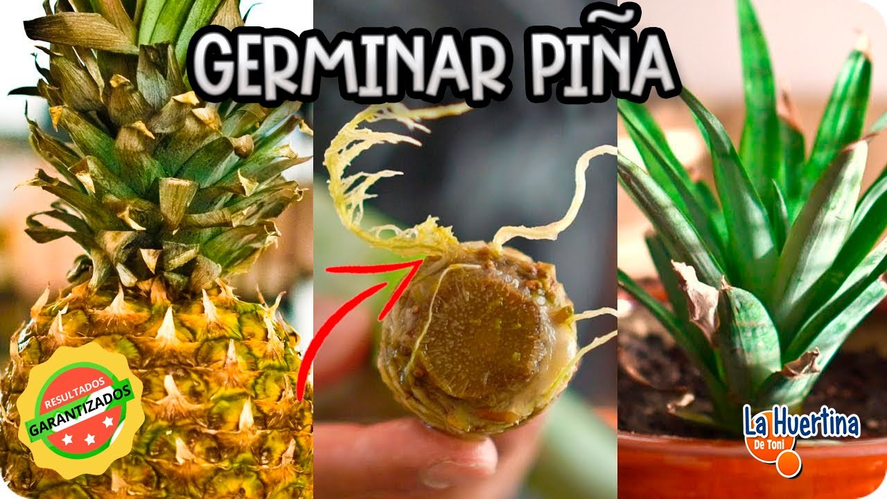 Como Germinar Piña Sin Semilla || Experimento Organico || La Huertina De Toni
