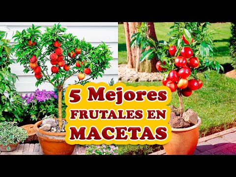 Los 5 Mejores Árboles Frutales para Cultivar en Macetas - Cuidando el Jardín