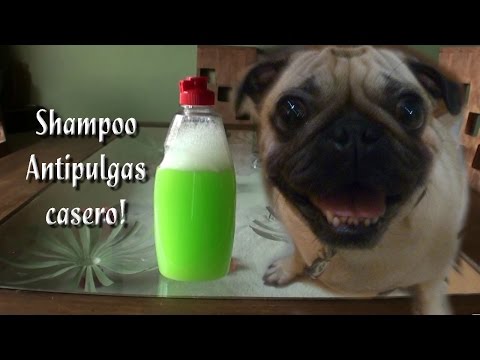 Como Hacer un Shampoo antipulgas Casero