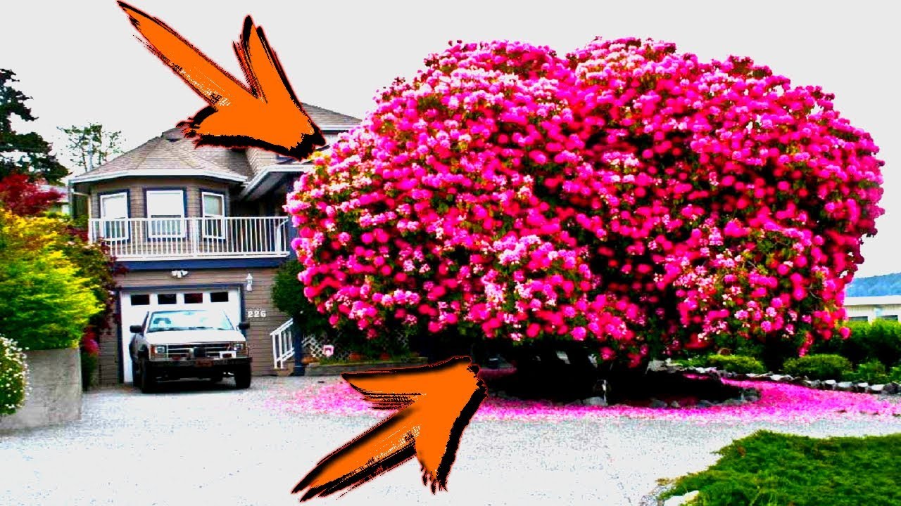 Los arboles más bellos y hermosos del mundo ? Arboles viejos? ?