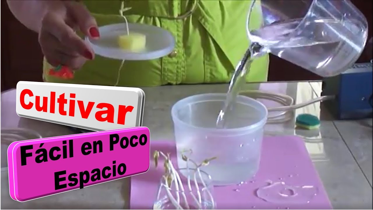 Como sembrar plantas sin tierra. Episodio4