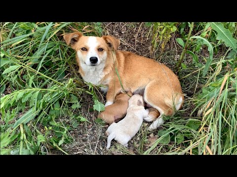 Dog mama with a broken heart waits for her owner to come back | Dog Rescue Shelter