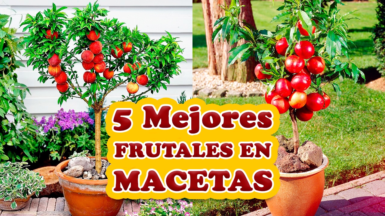 Los 5 Mejores Árboles Frutales para Cultivar en Macetas - Cuidando el Jardín