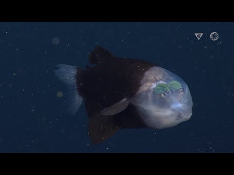 New deep-sea sighting: The barreleye fish has a transparent head and tubular eyes