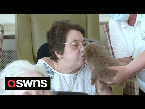 UK dog breeder floods care home with puppies to cheer up the elderly ? | SWNS