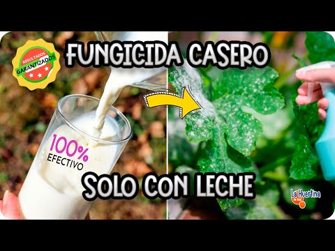 Como Hacer Fungicida Casero Con Leche Para Hongos Mildiu Oidio Roya Brotytis || La Huertina De Toni