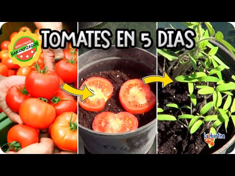 La Forma Mas Facil De Germinar Un Tomate Del Supermercado En 5 Dias || La Huertina De Toni