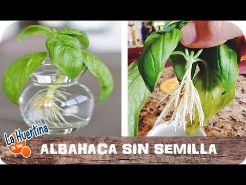 Como Reproducir Albahaca Por Esqueje  sin semilla || Facil || La Huertina De Toni