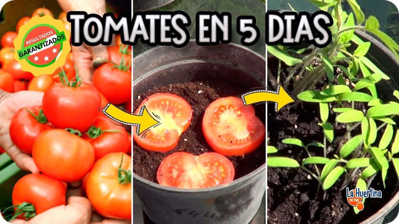 La Forma Mas Facil De Germinar Un Tomate Del Supermercado En 5 Dias || La Huertina De Toni