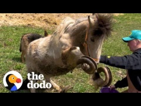 Pony Is Thrilled To Have Her Overgrown Hooves Finally Cut | The Dodo