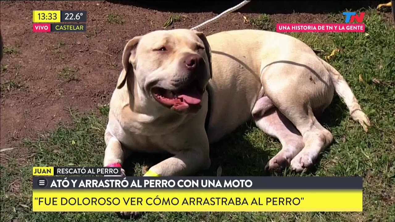 Ató y arrastró al perro con su moto, lo pudieron salvar