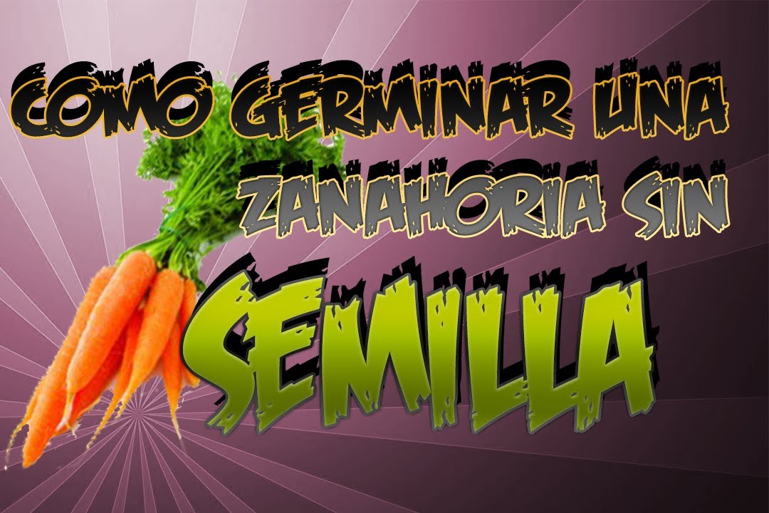 Como Germinar Zanahoria Sin Semilla || Experimento Organico || La Huertina De Toni