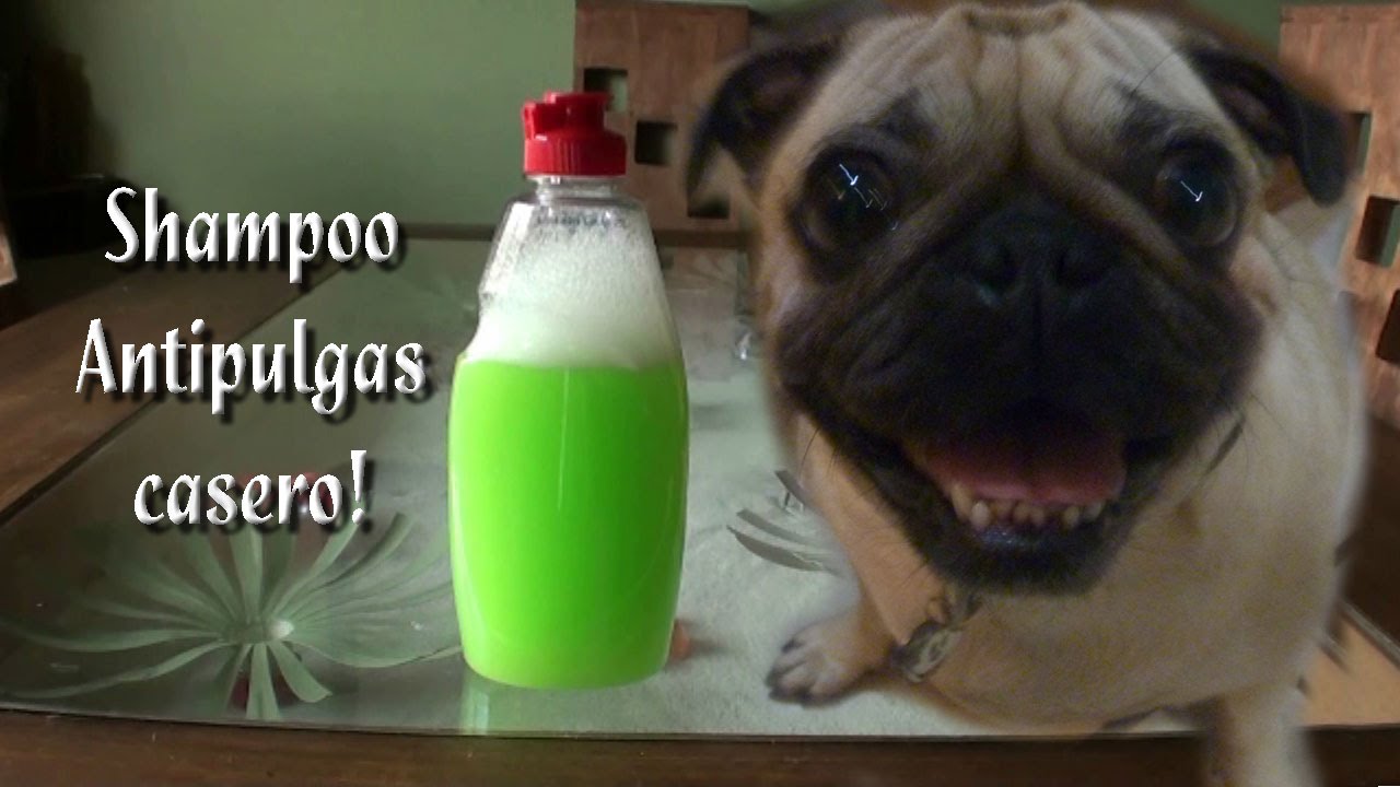 Como Hacer un Shampoo antipulgas Casero