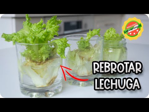 Como Germinar Una Lechuga Sin Semilla || Experimento Organico || La Huertina De Toni