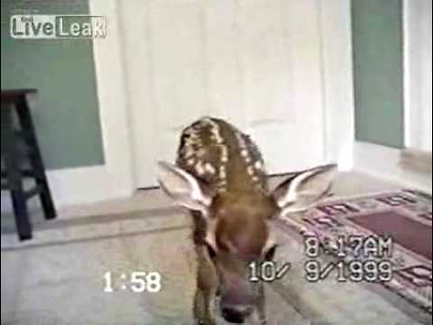 Deer Fawn Comes Through Doggie Door - Deer Video