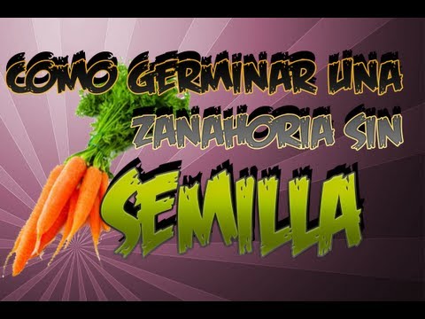 Como Germinar Zanahoria Sin Semilla || Experimento Organico || La Huertina De Toni