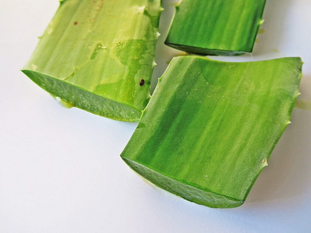 Aloe vera. Planta medicinal