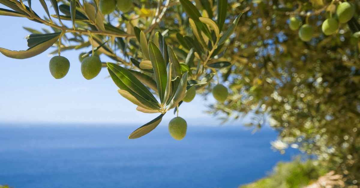 Hojas de olivo y aceitunas