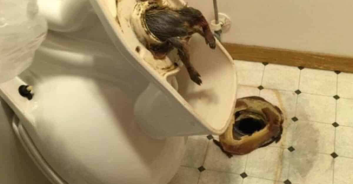 ¡Ratones en el inodoro! Evite que estos animales suban por ¡Ratones en el inodoro! Evite que estos animales suban por