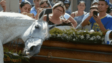 Caballo Sereno despide a dueño en funeral