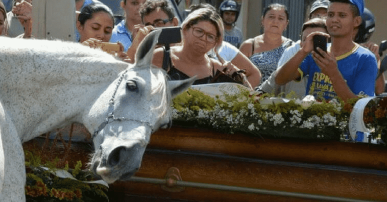 Caballo Sereno despide a dueño en funeral