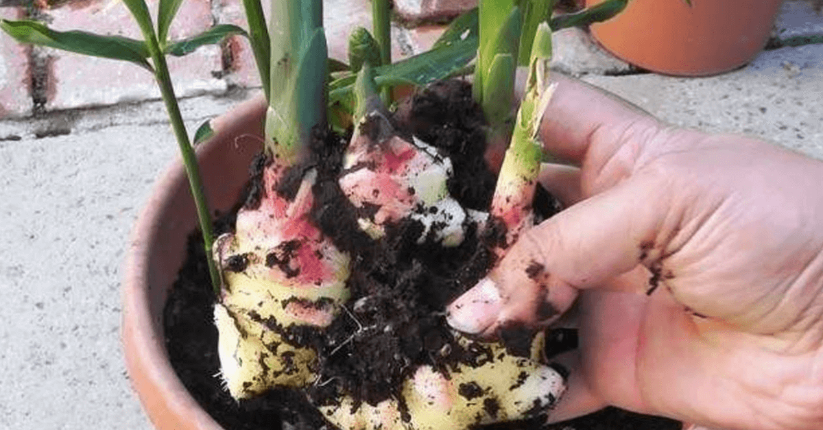 Jengibre en macetas aprenda c mo plantarlo en su casa