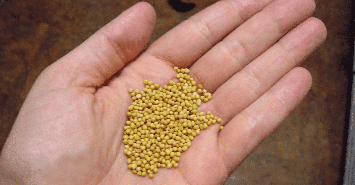 ¡Conozca los beneficios de la semilla de mostaza! - e-Consejos