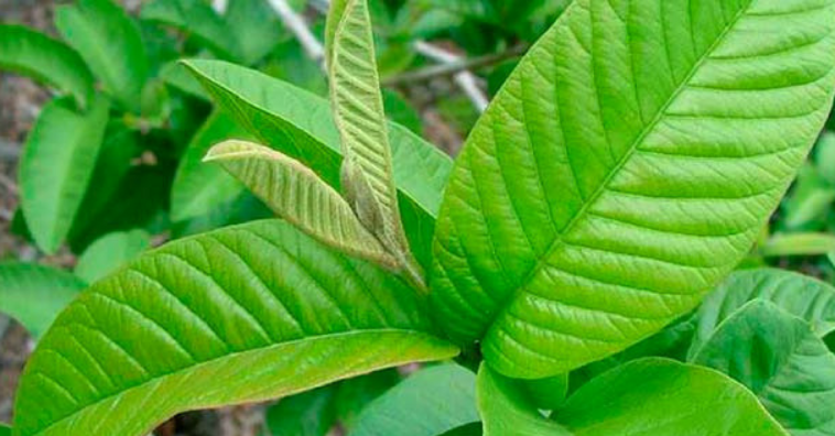 Beneficios De Las Hojas De Guayaba Para Su Salud E Consejos