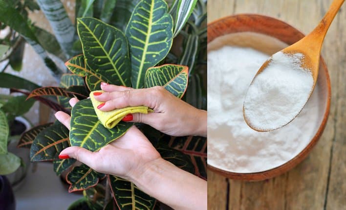 Conozca 17 usos del bicarbonato de sodio para mantener su jardín en  perfecto estado - e-Consejos