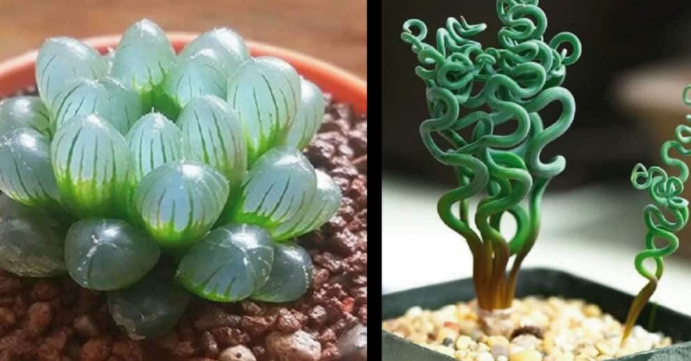 12 plantas poco comunes que adorarás tener en casa - e-Consejos