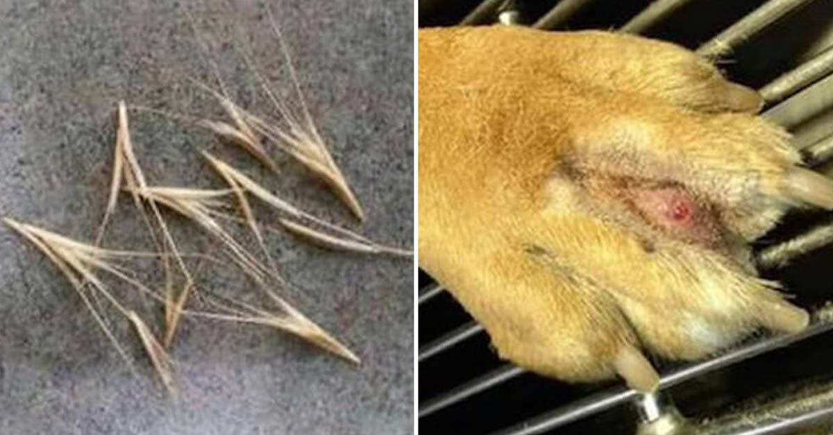 ¡Alerta! existe un gran peligro para su mascota en el jardín eConsejos