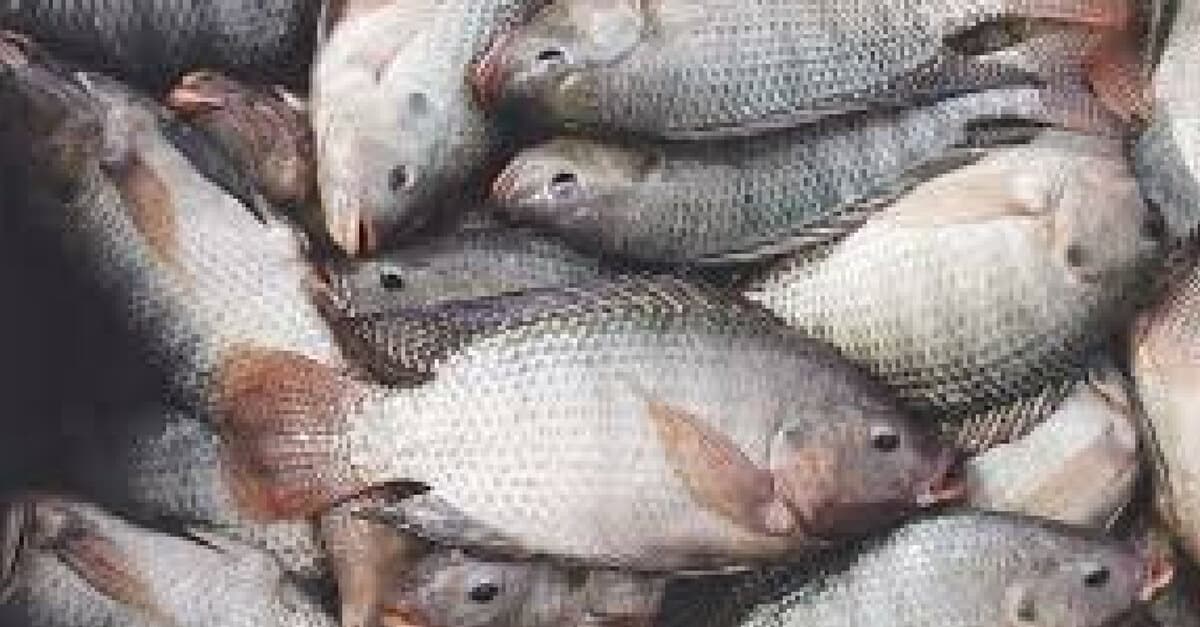 que es la tilapia cultivada
