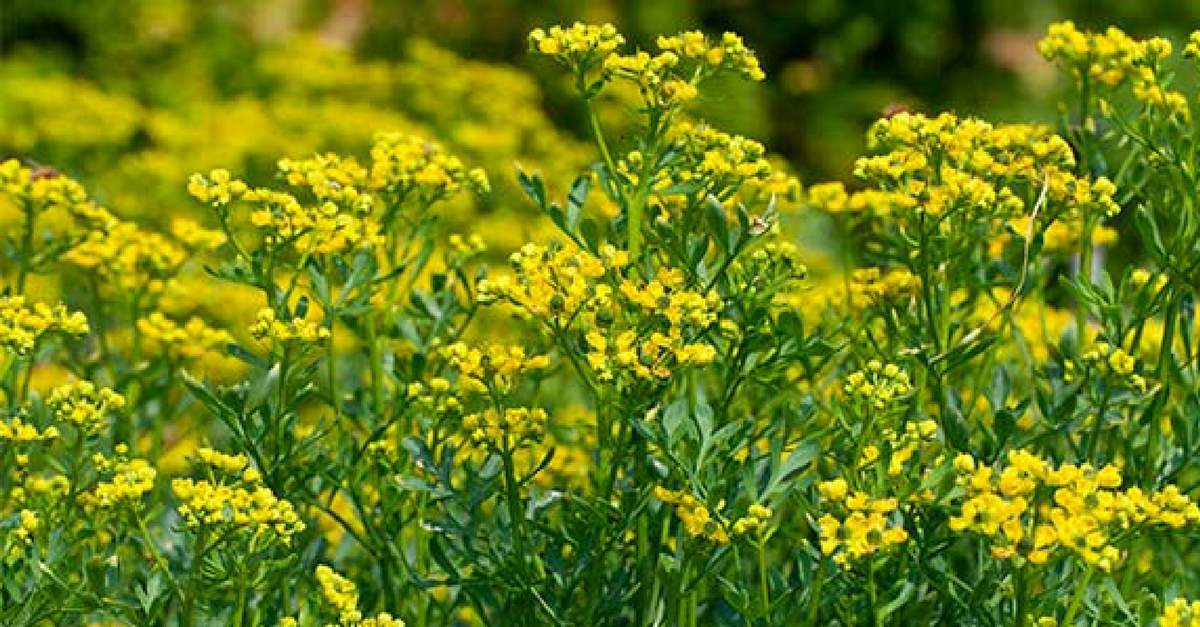 Beneficios del té de ruda para su organismo eConsejos