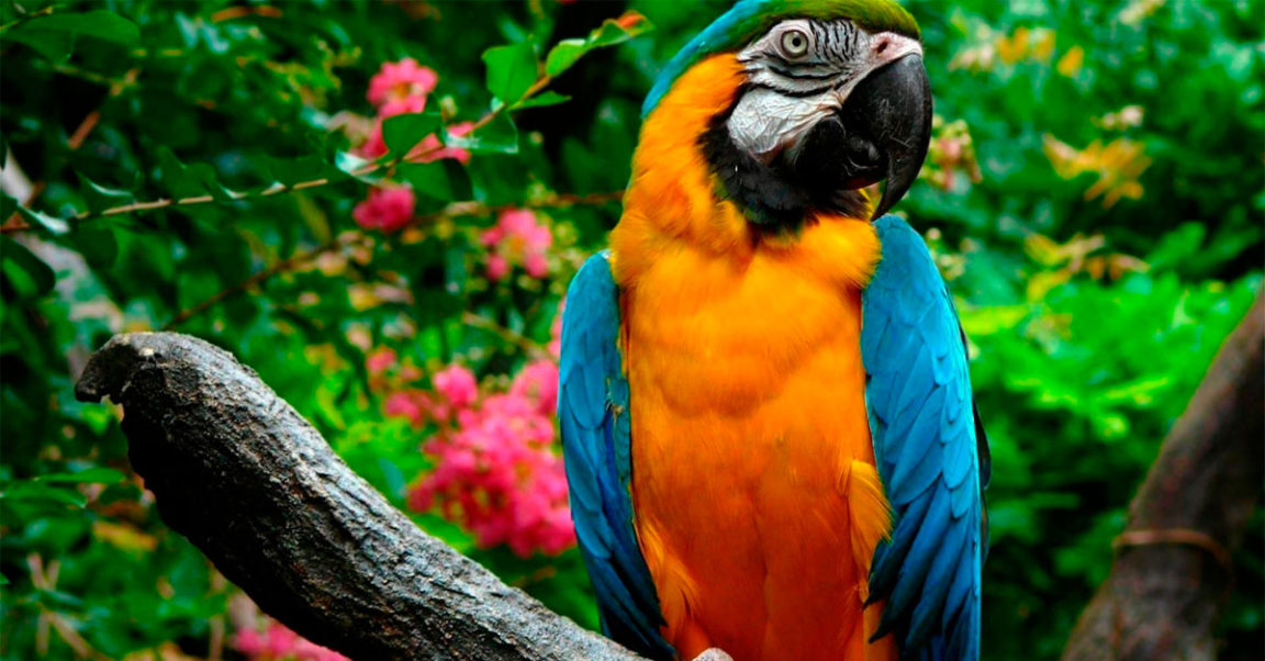 ¿Cuáles son las 10 aves más hermosas del mundo?