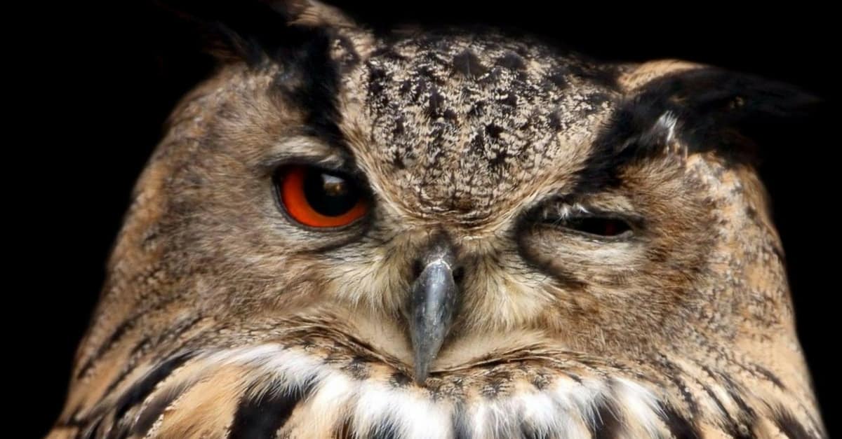 Tintes para la madera Tintes para la madera