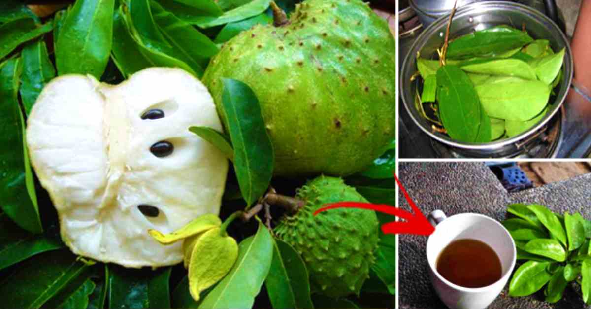 Beneficios que proporciona el consumo de una infusión con hojas de