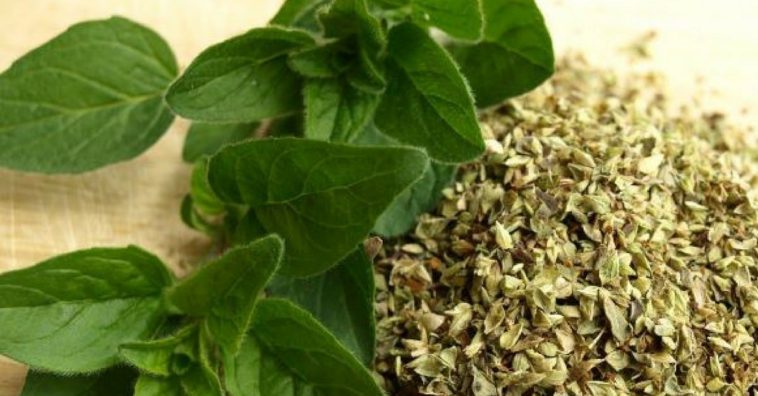 oregano-imagen