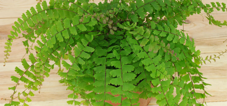 Adiantum