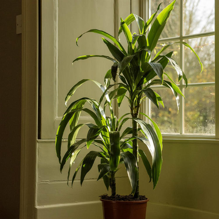 Dracaena