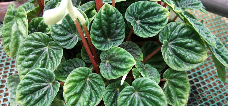 Peperomia