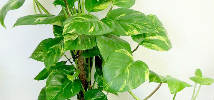 Philodendron