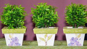 Beneficios de tener plantas en casa