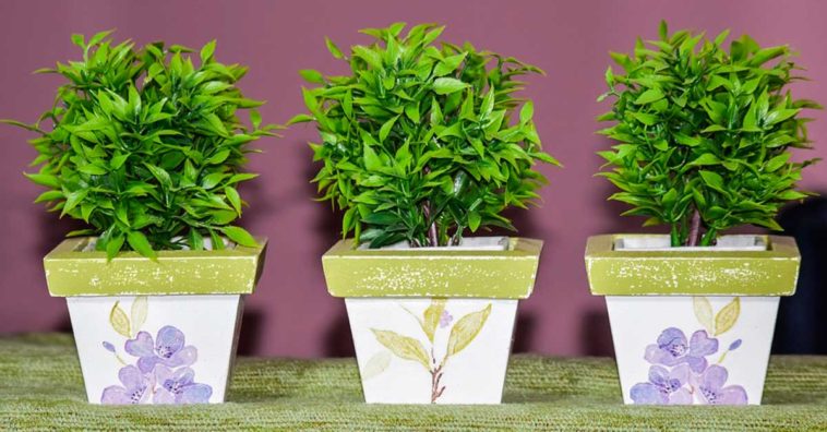 Beneficios de tener plantas en casa
