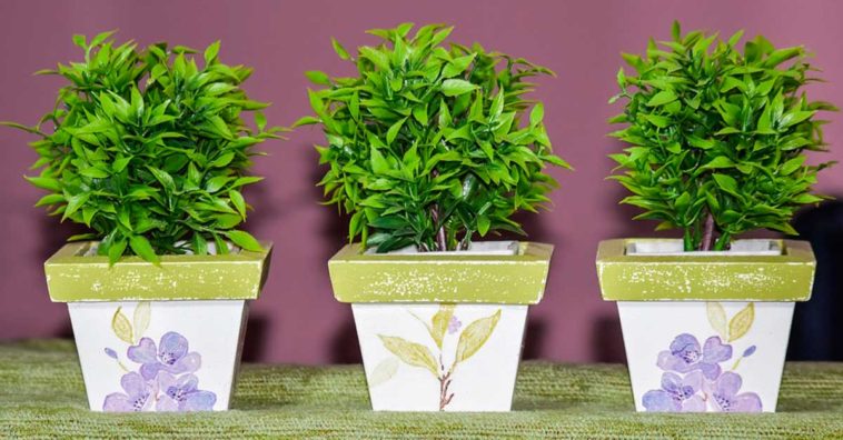 Beneficios de tener plantas en casa