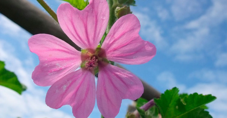 Propiedades y beneficios de la malva