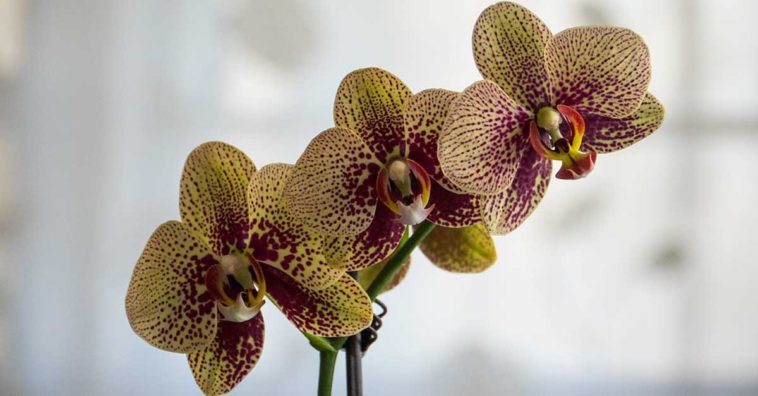 Cómo cuidar una orquídea