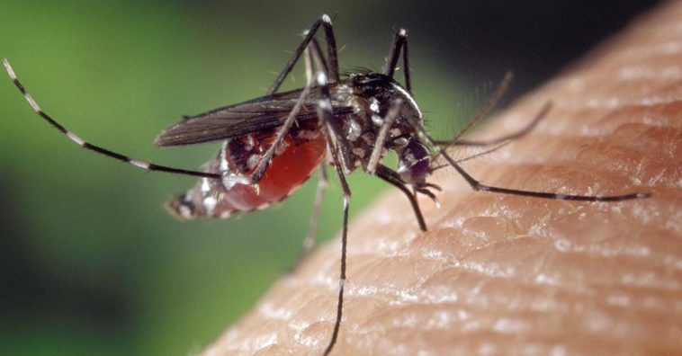 Picaduras de mosquitos